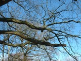 Click to enlarge - Clear 09 001